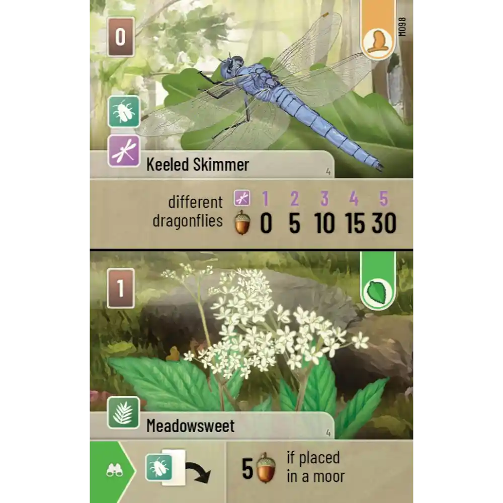 Forest Shuffle: Dartmoor - Afbeelding 6